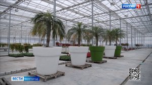 Белгород украсят экзотические пальмы и 700 тысяч однолетников