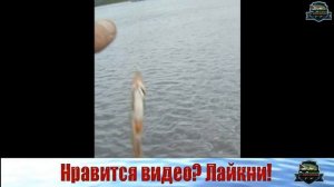 Плотва на опарыша _ Рыбалка на поплавочную удочку _ рыбалка на поплавок