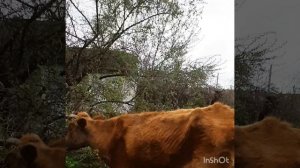 Почему в деревне глициний нет