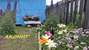 Аконит многолетний ядовитый кустарник