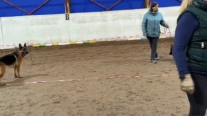 МОЛОДЫЕ СУКИ / КЧК ВОЛОГДА 4 апреля`26 А.Буйнова Моно немецких овчарок