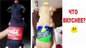 💥1000 крутых мемов 😁😁😁 Что вкуснее? 😻😻😻