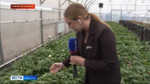 В Иркутском горзеленхозе впервые вырастили пионы