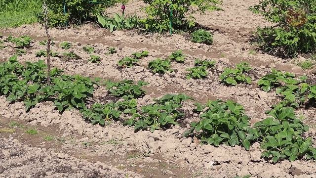 Внесите это в апреле мае под клубнику. Вы даже представить себе не можете сколько будет ягоды!