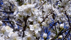 АБРИКОС ЦВЕТЁТ И ОПЯТЬ ХОЛОД😔 С ПРАЗДНИКОМ ВСЕХ