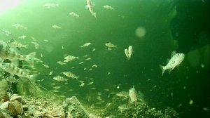 1000012955.mp4Волга гл.2м.07.04.2026г.