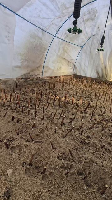 Зачеренковал метельчатую гортензию древесным черенком🌱 #черенкование #гортензия #метельчатаягорте