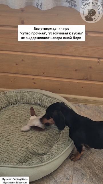 Самый любимый вид игрушек у Дори - мягкие 🤣

#лапкитут #таксыправятмиром #игрушкидлясобак #товарыдля