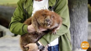 Мы, бобры, веселы! Доброе утро. Фрагмент выпуска от 07.04.2026