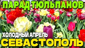 ХОЛОДНЫЙ АПРЕЛЬ В КРЫМУ. СЕВАСТОПОЛЬ. ПАРАД ТЮЛЬПАНОВ. #крым #севастополь
