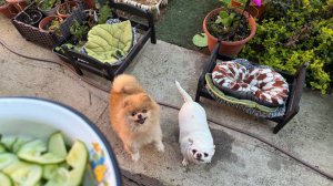 Получили подарок от поклонников и вдоволь наелись огурцов.