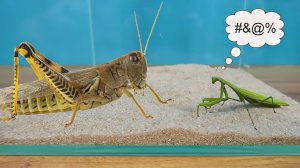 Огромная африканская Саранча против Богомола! Этого я не ожидал!