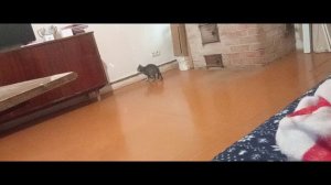 Утренние утро 4