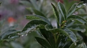 Звуки дождя для сна - антистресс