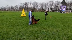 1 Отл. КЧК ТАТЕМДЖИФЕРОХАН +++ №52. КРАСНОДАР 28 марта`26 Моно немецких овчарок