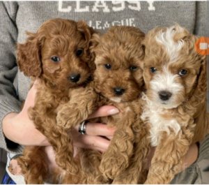 ТрАНсЛяЦиЯ🤎🐶