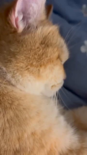 Хороший сон выглядит так