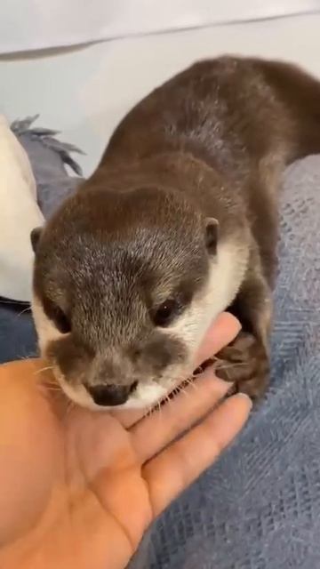 Когда тебя вовремя нашли..😺