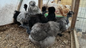 Очаровательный петушок Сплеш и его курочки. Китайские шёлковые голошейки.