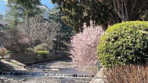 Ялта. Пушкинская улица. Весеннее цветение. Памятник А.С.Пушкина. 01 апреля 2026. Крым. Crimea. Yalta