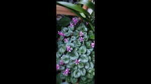 Микс моих растений