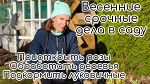 Весенние срочные дела в саду. Приоткрыть розы. обработать деревья. Подкормить луковичные