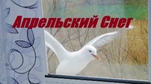 Апрельский снег. Снег в Апреле.Чайки прилетели.