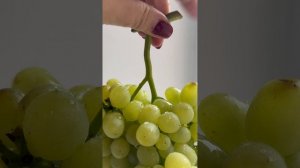 Дела виноградные . Осень 2025