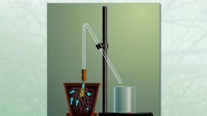 Поглощение воды корнем