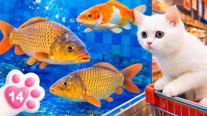 Как котёнок Кефир оказался в холодильнике с креветками? Приключение в супермаркете