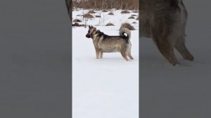 Рассказ - "Спасение"