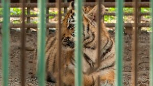 В Казахстане впервые показали трех недавно родившихся тигрят