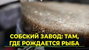 Как на Ямале выращивают рыбу