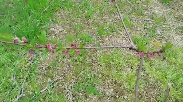Цветущий сад в апреле Абхазии