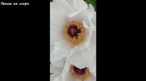 Пион древовидный. Адлер, ЖК Летняя резиденция, апрель 2026 года.