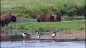 СЕВЕРНАЯ АМЕРИКА/ бизоны