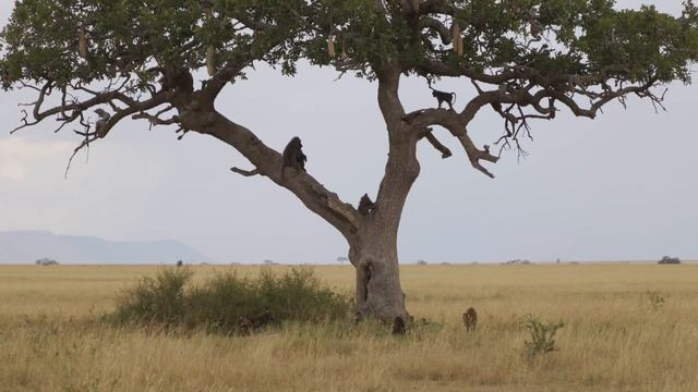 SM2 Think And Learn U2 (Habitats)