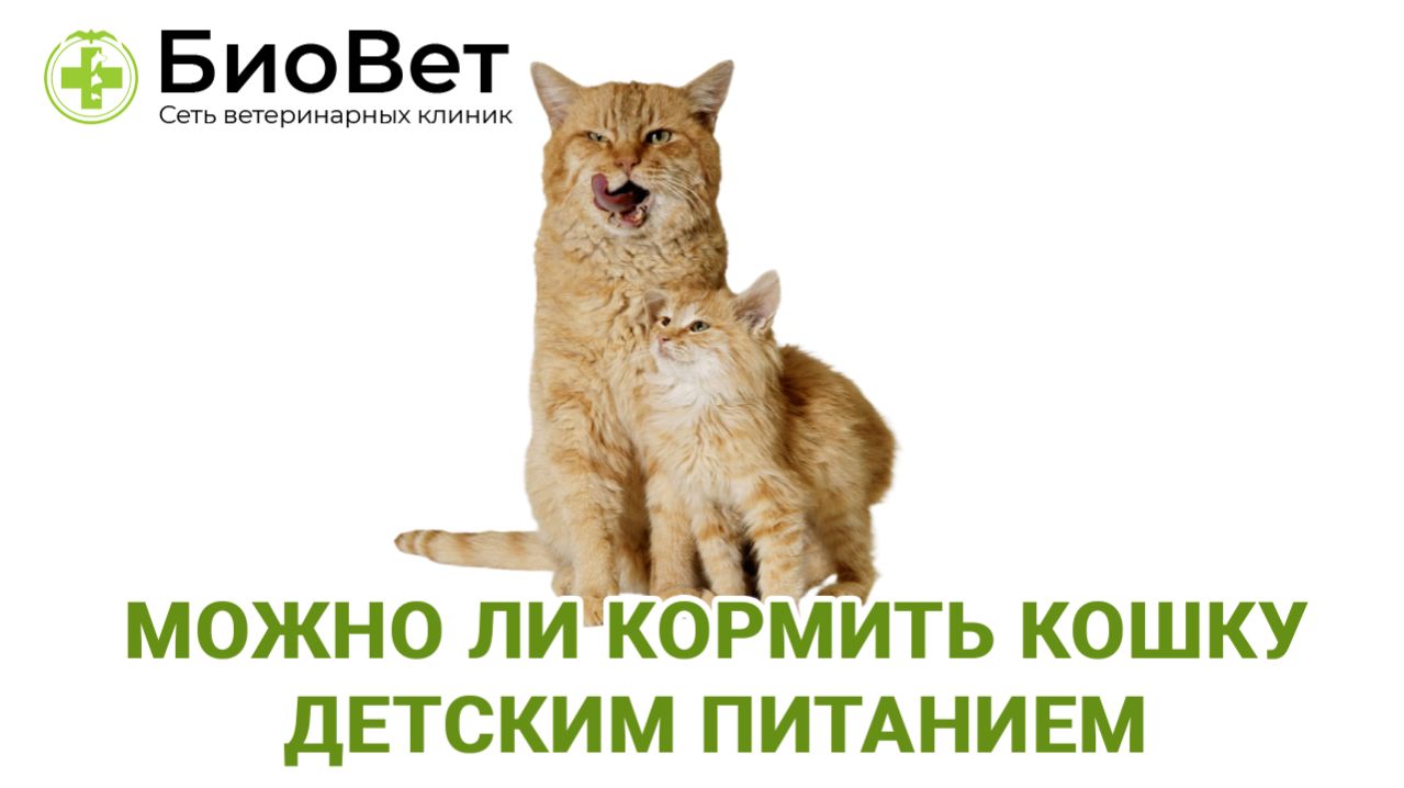 Можно ли кормить кошку детским питанием смотреть онлайн