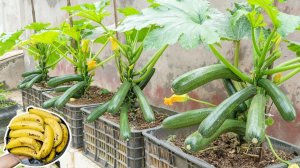 Как вырастить тонны кабачков всего из одного банана – без удобрений и пестицидов!