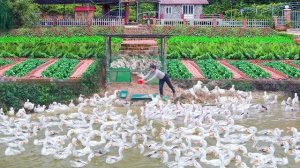 Использую бамбуковую и пластиковую сетку, чтобы построить утиный курятник. Серия 77. Ли Фук Ви