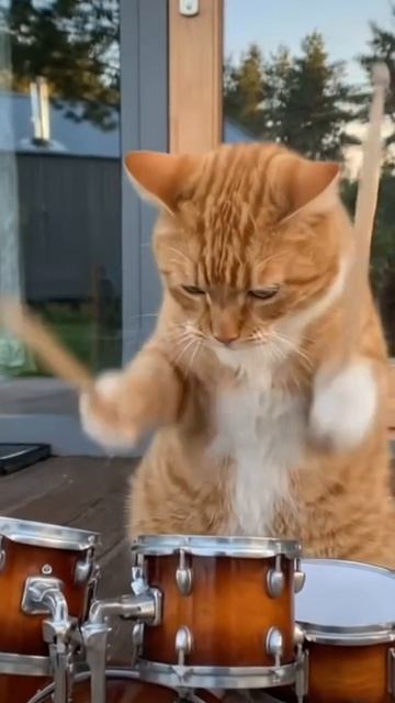 Кошачий рок-н-ролл