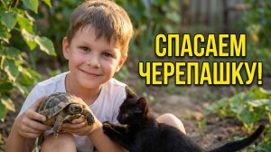 НАШЕСТВИЕ черепашек после дождя! Играем с милыми котятами | Макс и Рома