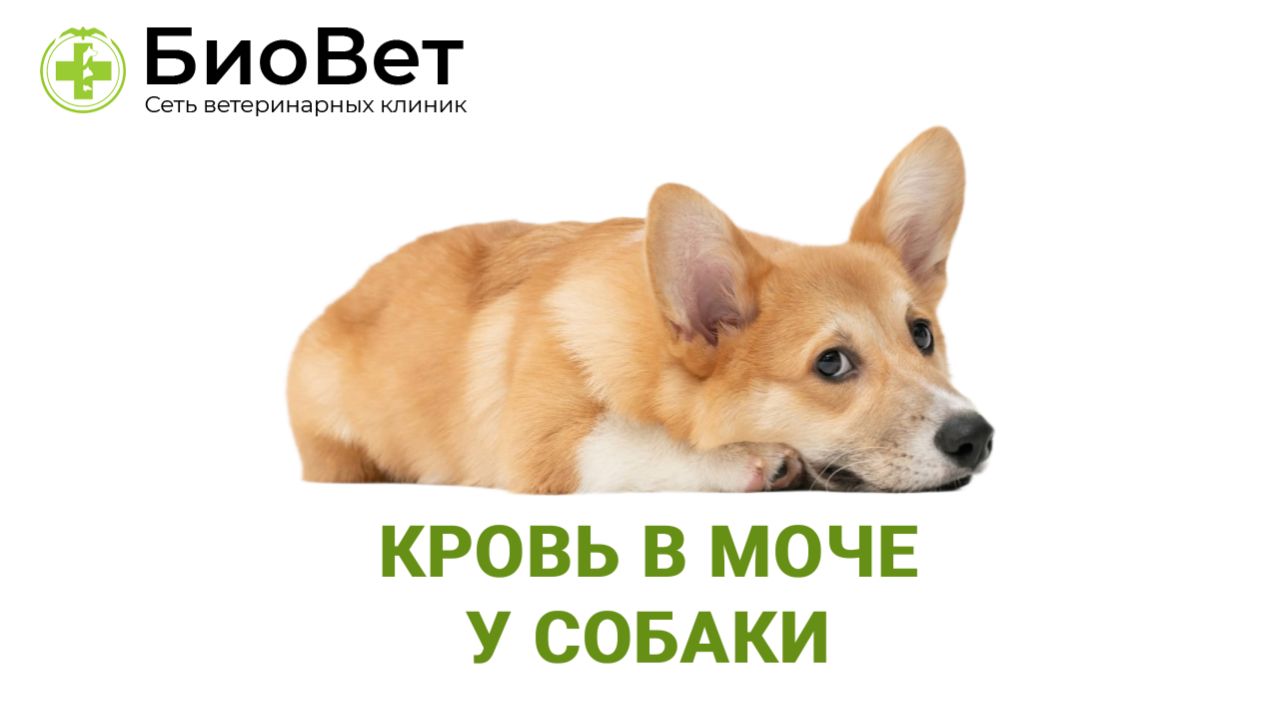 Кровь в моче у собаки