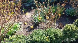 Апрель или как перезимовали розы..