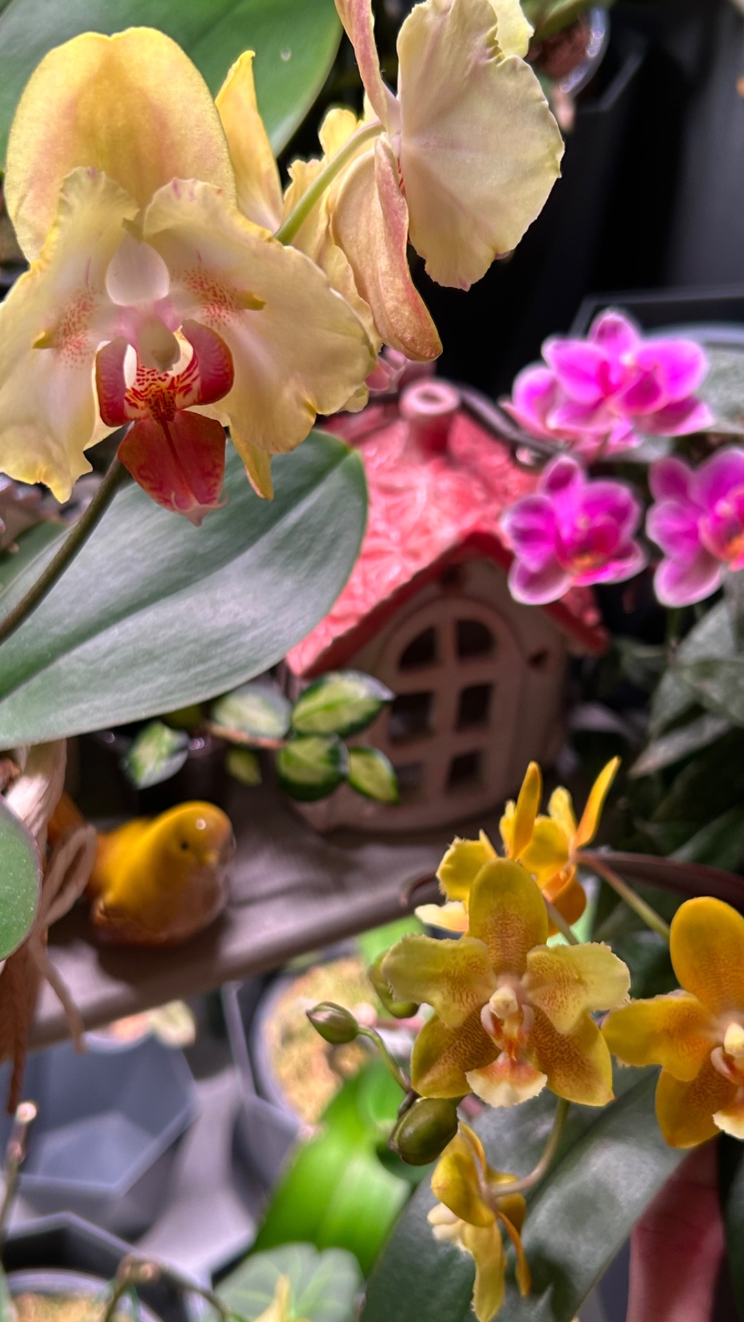 Желтый шоколад бабочка 🦋 #орхидеи