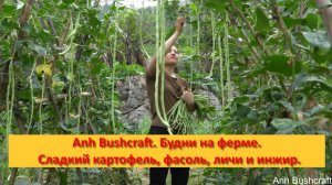 Anh Bushcraft. Будни на ферме .Сладкий картофель, фасоль, личи и инжир.