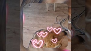 1000055307.mp4 (Собака наблюдает за устройством лестницы на 2-ой этаж в доме А-фрейм)