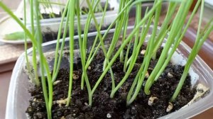 ЛУКИ. РАССАДА. ЧТО ДЕЛАЮ.