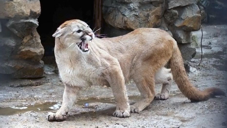 Пумочка Эри так громко кричала, что самец Мичи решился на поступок.