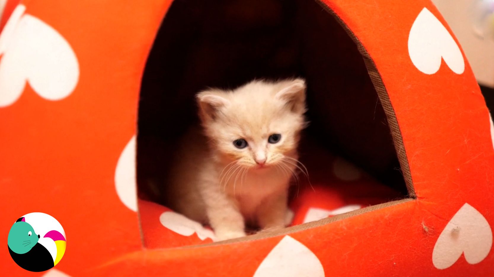 Котята забрались в домик и не хотят идти к маме.